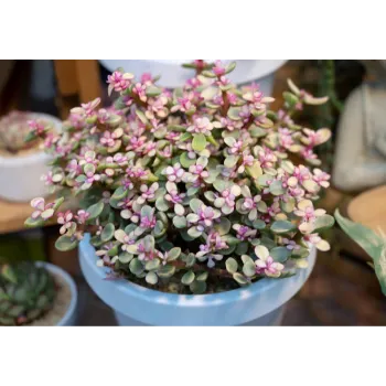 Natural Ornamental Plant
